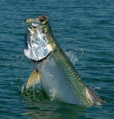 Fishing for Tarpon