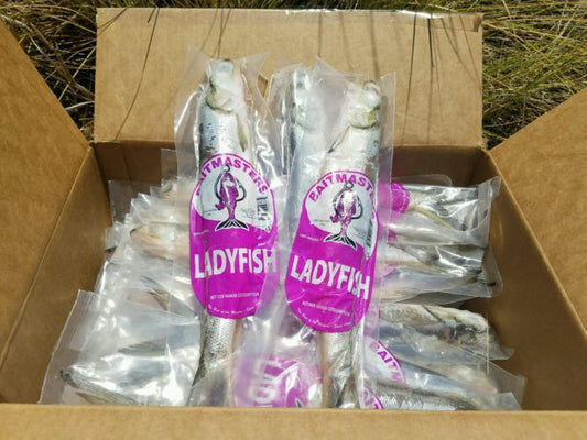 Frozen Single Ladyfish (In Store Pick Up Only NO SHIPPING)