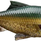 Savage Gear 7Inch Pulse Tail Shiner - Dogfish Tackle & Marine