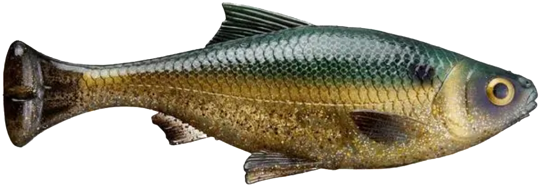 Savage Gear 7Inch Pulse Tail Shiner - Dogfish Tackle & Marine