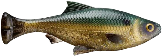 Savage Gear 7Inch Pulse Tail Shiner - Dogfish Tackle & Marine