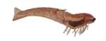 D.O.A 6” Jumbo Shrimp - Dogfish Tackle & Marine